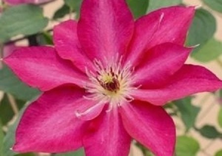 Tekla™ Clematis (CLEMATIS TEKLA)