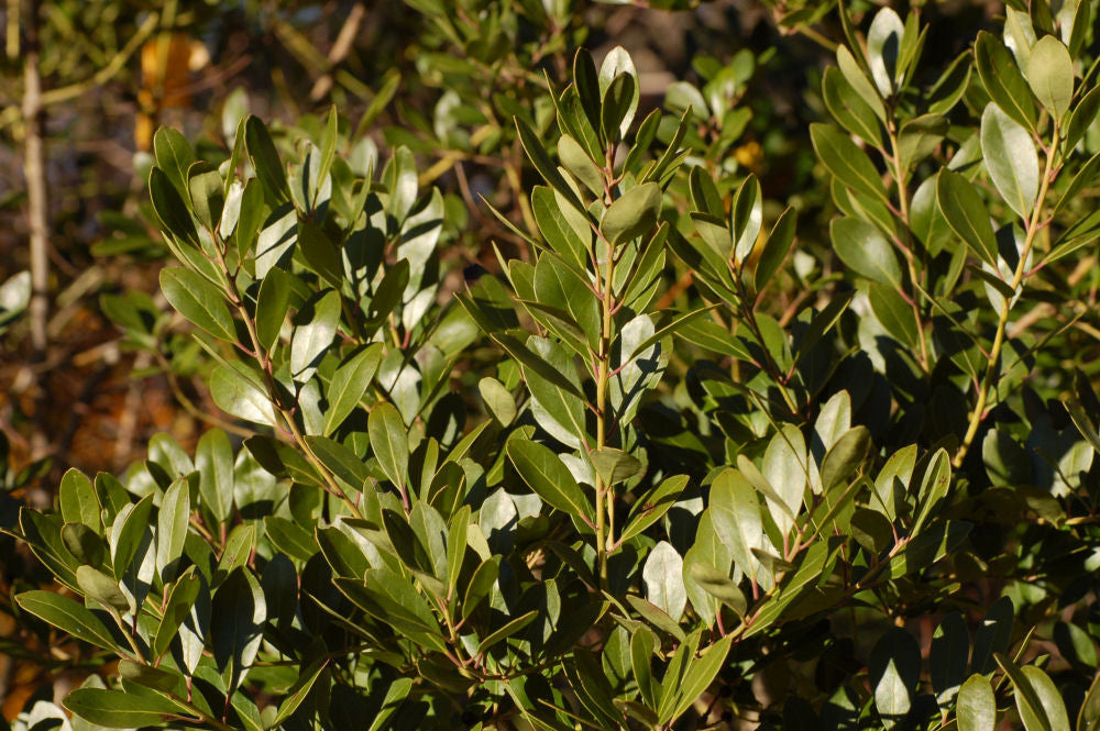 Densa Inkberry Holly (ILEX GLABRA DENSA)