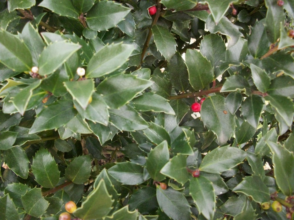 Blue Maid™ Meserve Holly (ILEX X MES. BLUE MAID)