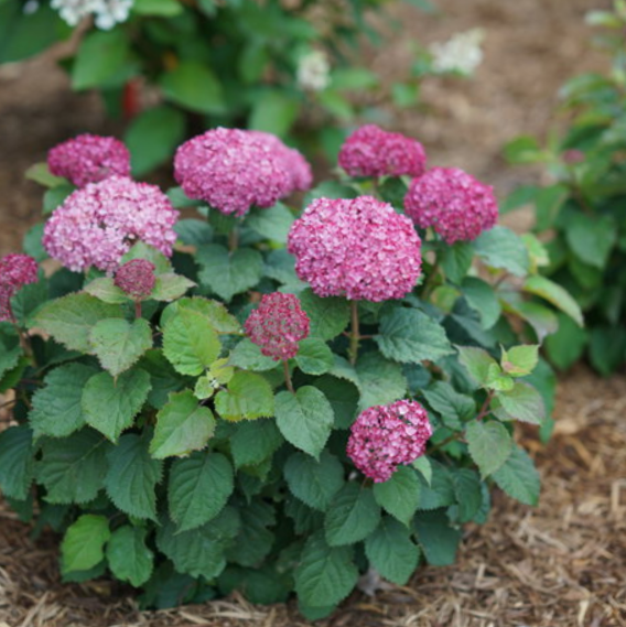 Invincibelle Mini Mauvette® Smooth hydrangea (HYDRANGEA A. INVINCBLE  MINI MAUVETTE)
