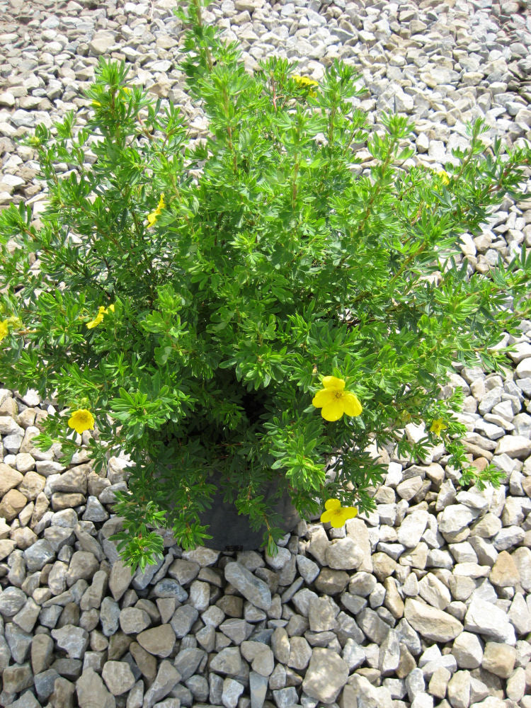 Goldfinger Cinquefoil (POTENTILLA FR. GOLDFINGER)