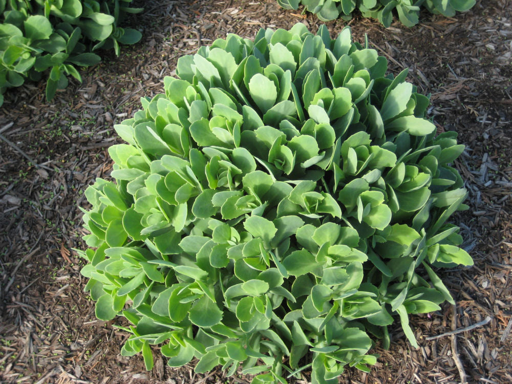 Autumn Joy Stonecrop (SEDUM AUTUMN JOY)