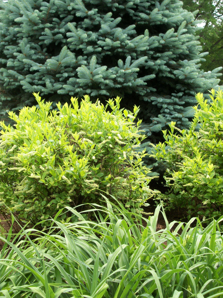 Henry's Garnet Virginia Sweetspire (ITEA VIRGINICA HENRYS GARNET)