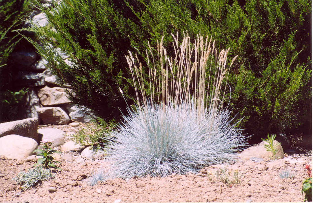 Elijah Blue Fescue Grass (GRASS - F.C. ELIJAH BLUE)