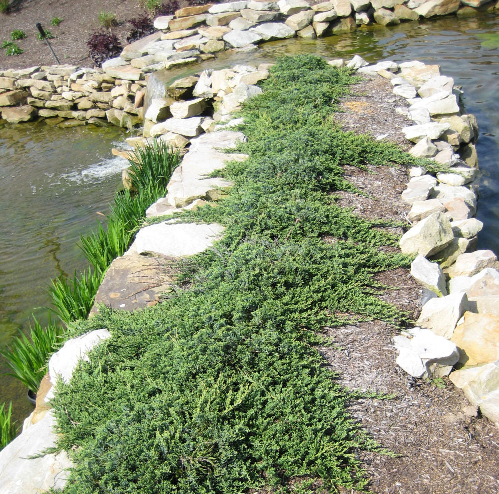 Blue Rug Juniper (JUNIPER HORIZ. WILTONI)