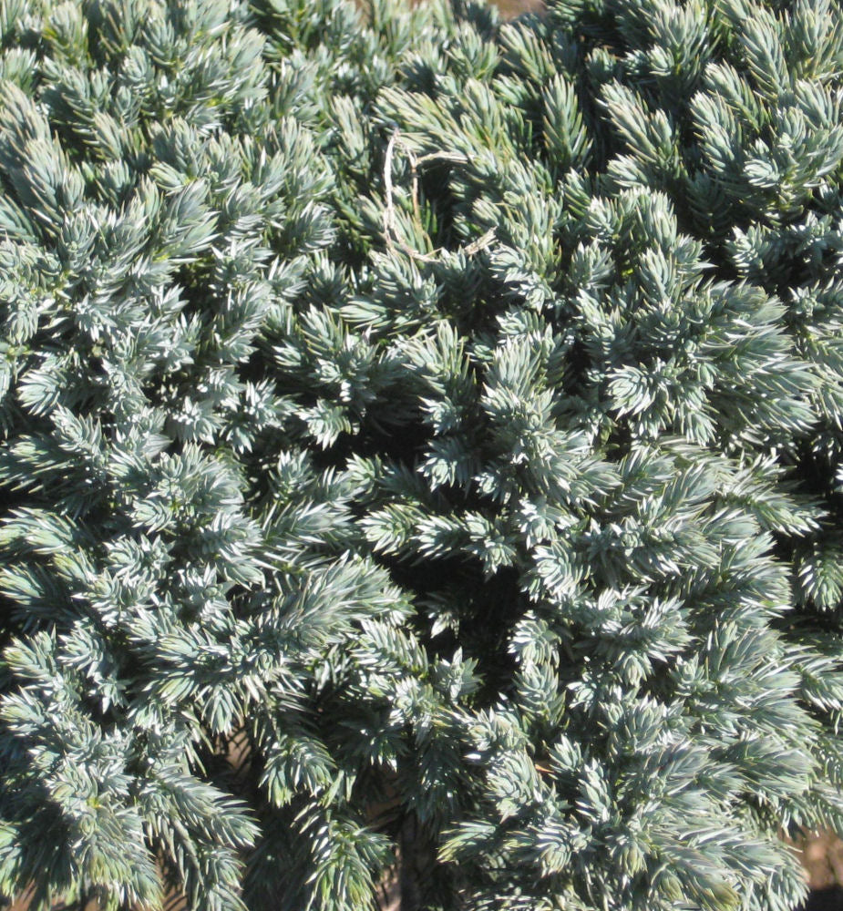 Blue Star Juniper (JUNIPER SQ. BLUE STAR)