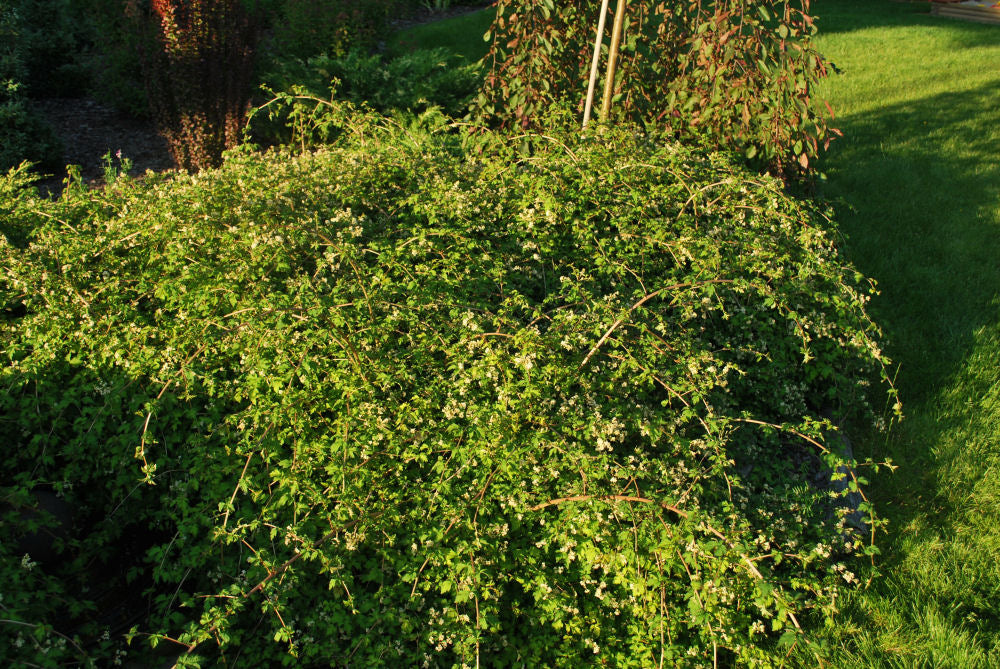 Crispa Cutleaf Stephanandra (STEPHANANDRA INCISA CRISPA)