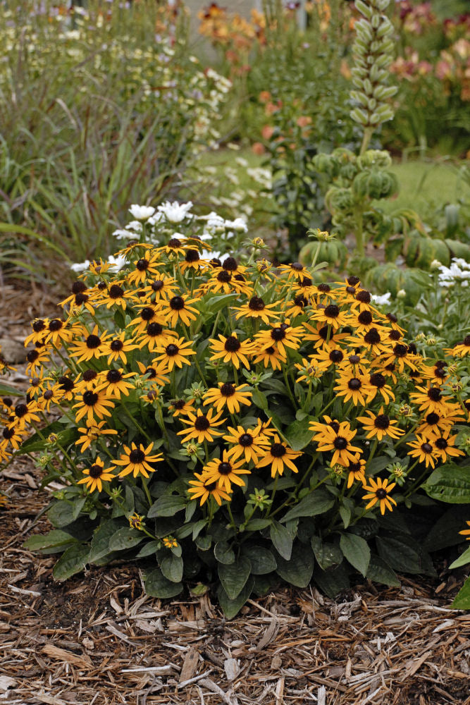 Little Goldstar Black-Eyed Susan (RUDBECKIA FULGIDA LITTLE GOLDSTAR)
