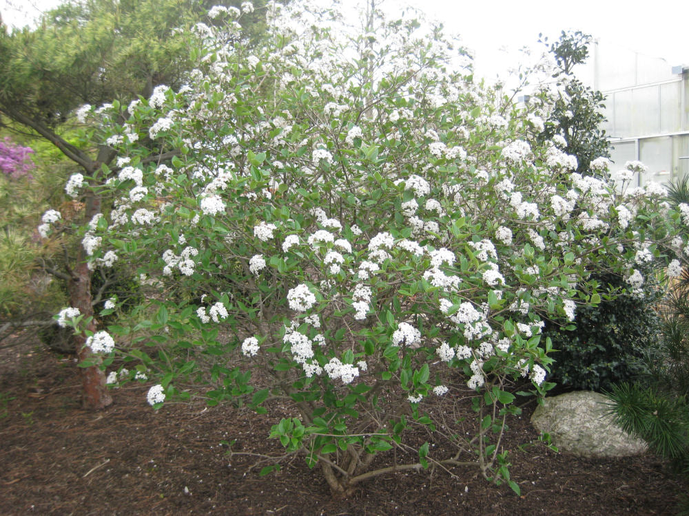 Mohawk Viburnum (VIBURNUM X BURK. MOHAWK)