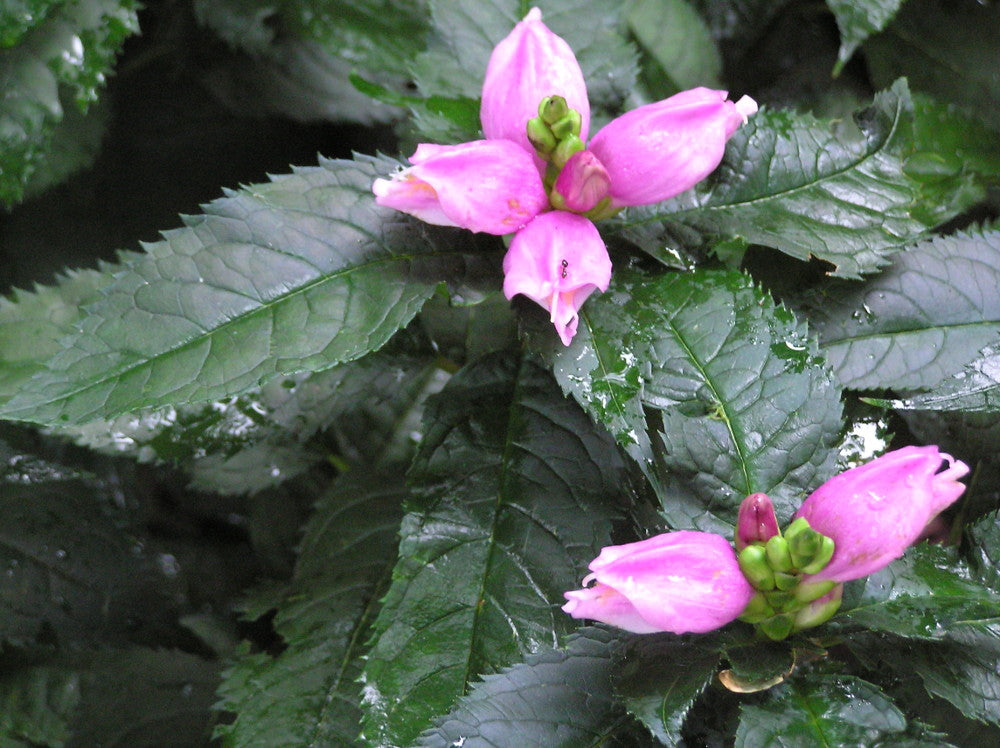 Hot Lips Turtlehead (CHELONE LYONII HOT LIPS)