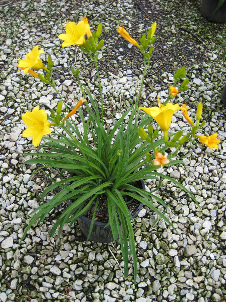 Stella d'Oro Daylily (HEMER STELLA DE ORO)