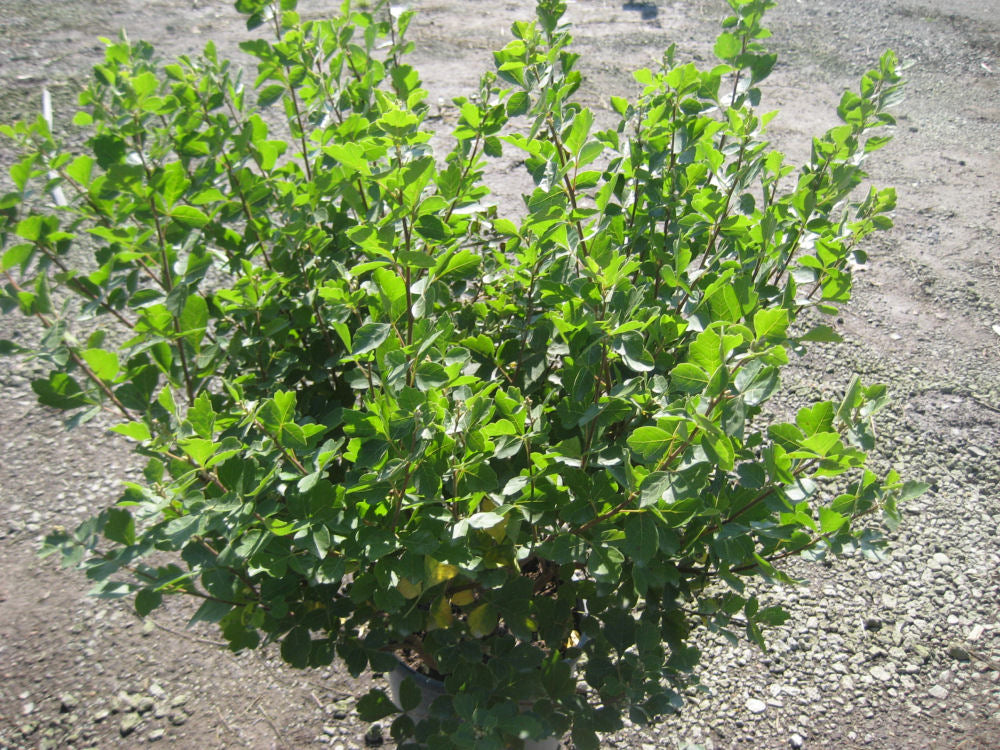 Gro-Low Fragrant Sumac (RHUS AROMATICA GRO-LOW)