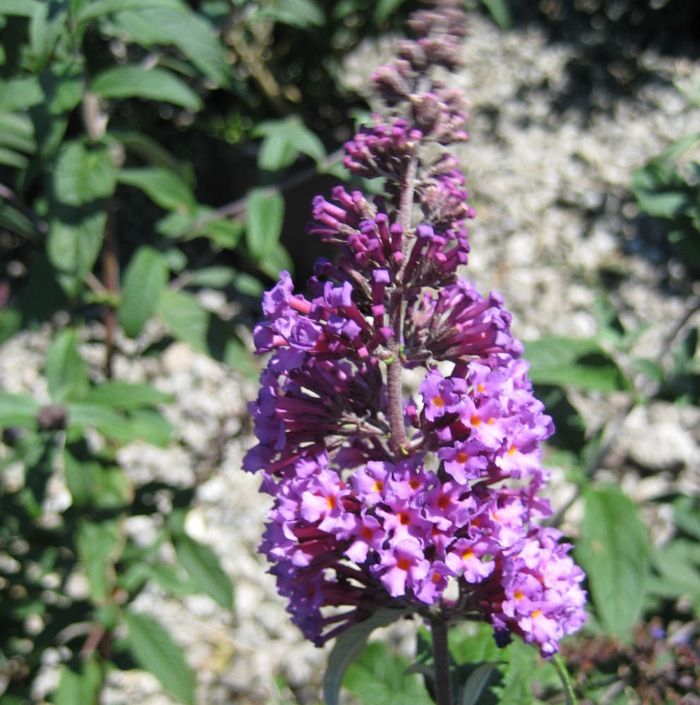 Butterfly Magic™ Butterfly Bush (BUDDLEIA BUTTERFLY MAGIC)