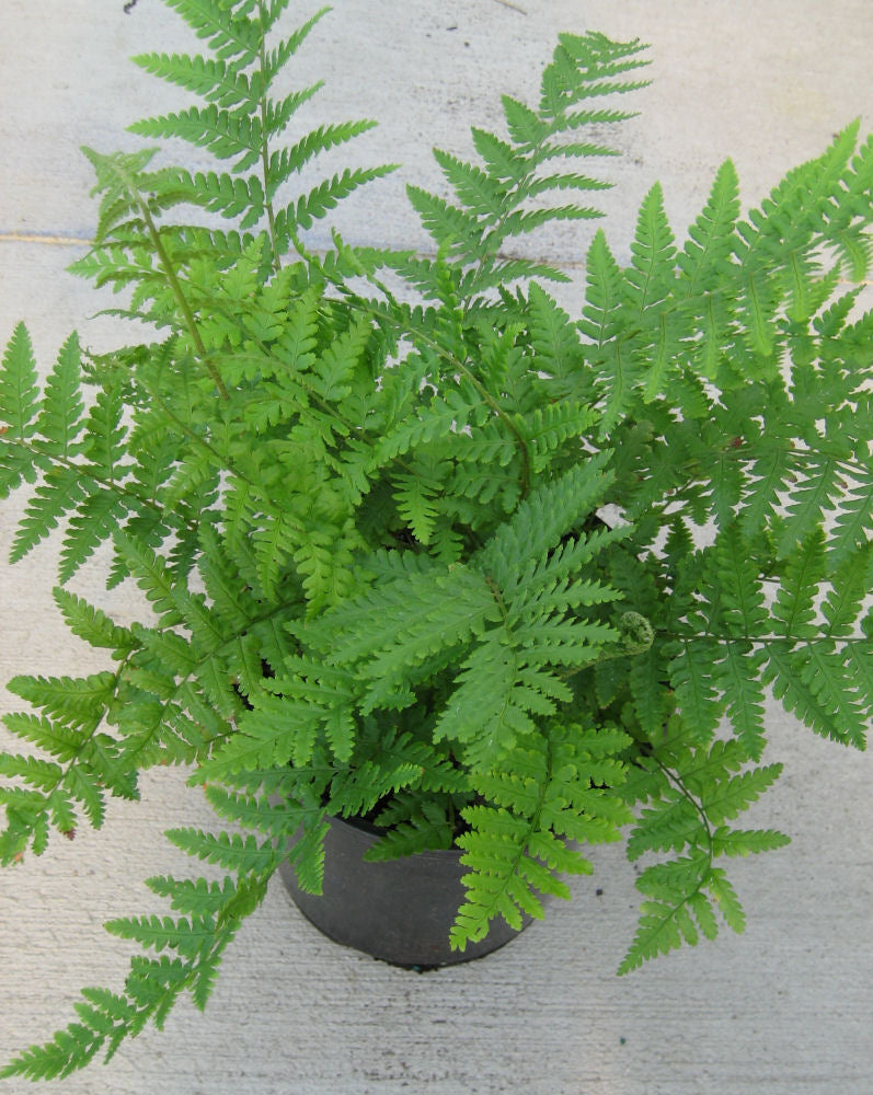 Robust Male Fern (FERN -ROBUSTA MALE)