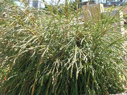 Whipcord Western Red Cedar (THUJA PLICATA WHIPCORD)