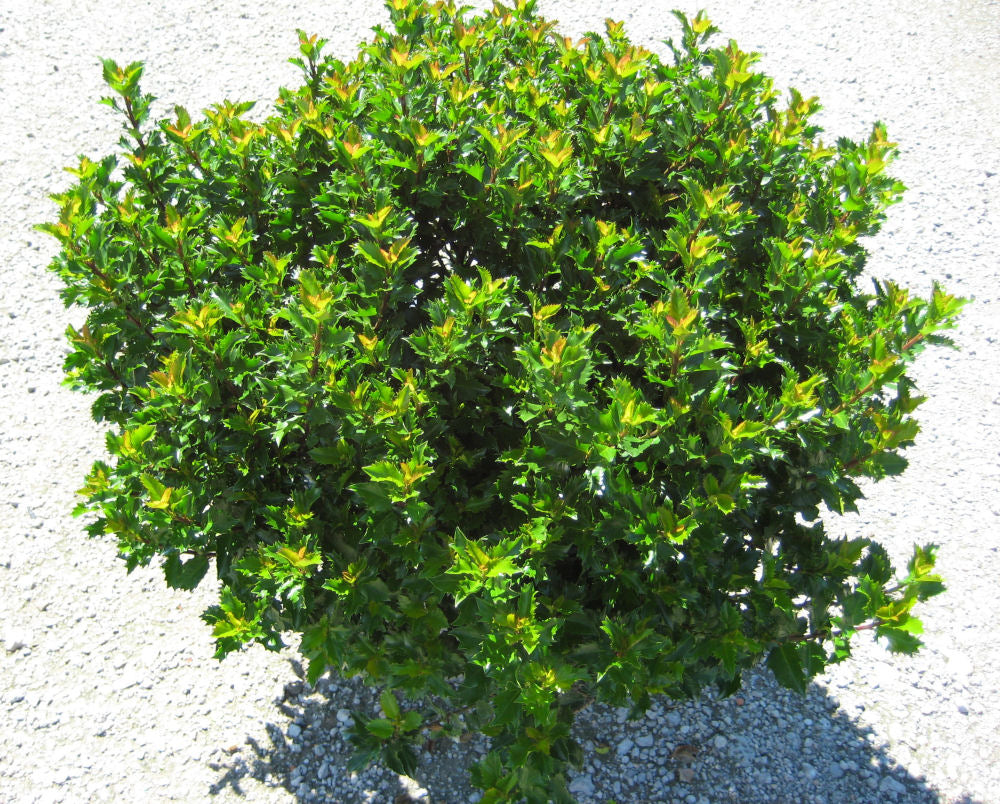 Emerald Magic® Meserve Holly (ILEX X WILLEMER)