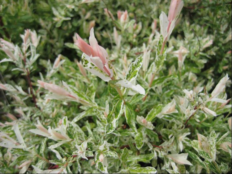 Dappled Willow (SALIX I. HAKURO NISHIKI)