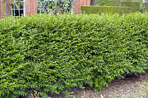 Hedge Privet (LIGUSTRUM IBOLIUM)