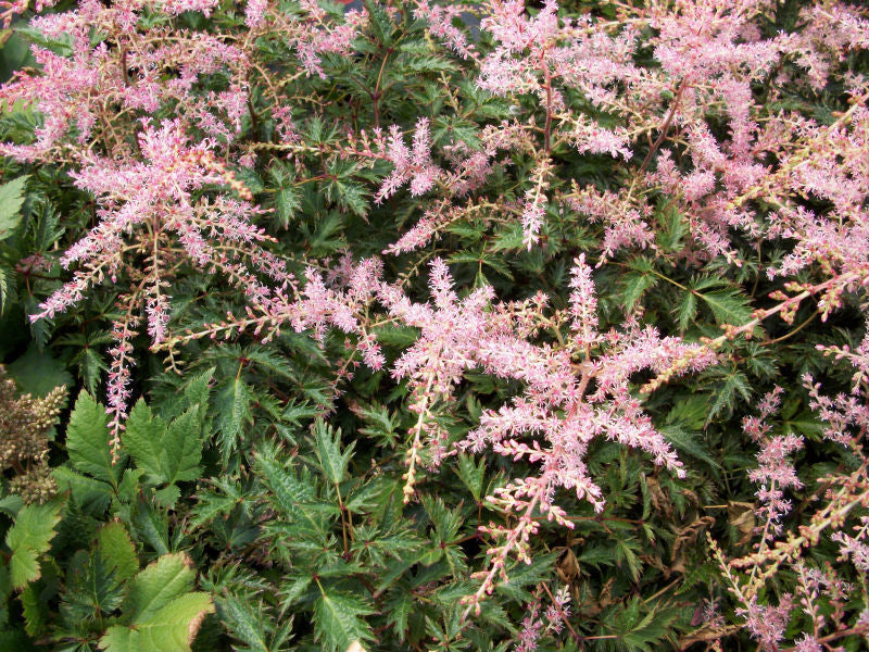 Sim. Sprite Astilbe (ASTILBE SIM. SPRITE)