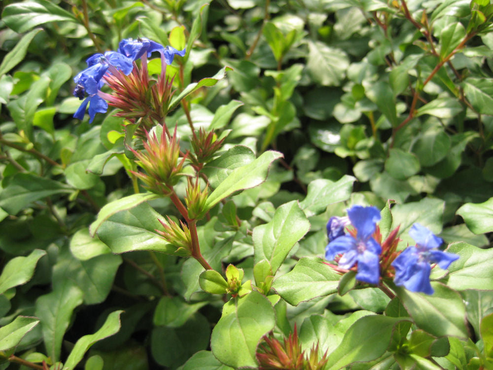 Leadwort (CERATOSTIGMA PLUMBAGINOIDES)