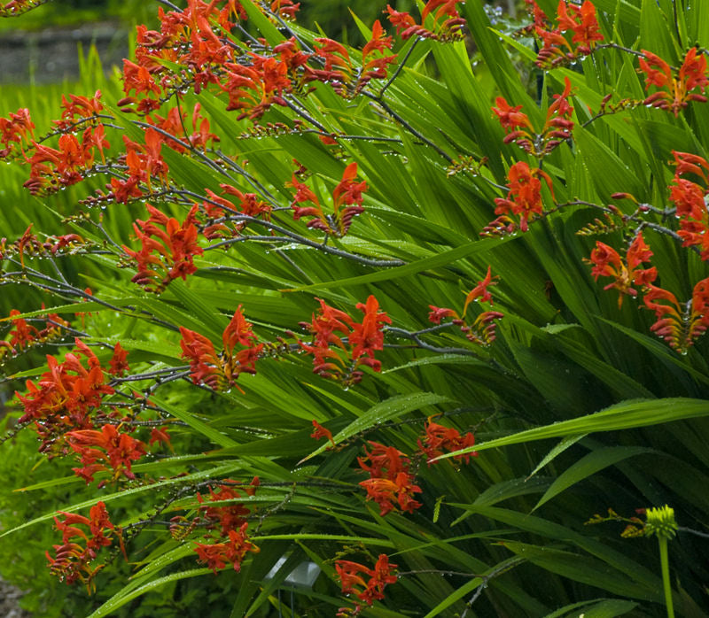 Lucifer Montbretia (CROCOSMIA X C. LUCIFER)