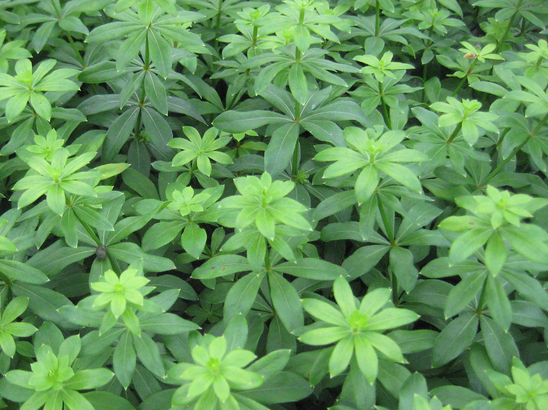 Sweet Woodruff (GALIUM ODORATUM)