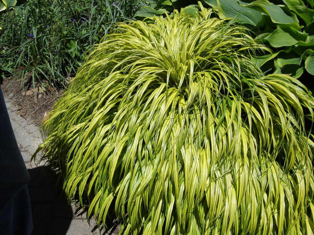 Golden Variegated Japanese Forest Grass (GRASS - H.M. AUREOLA)