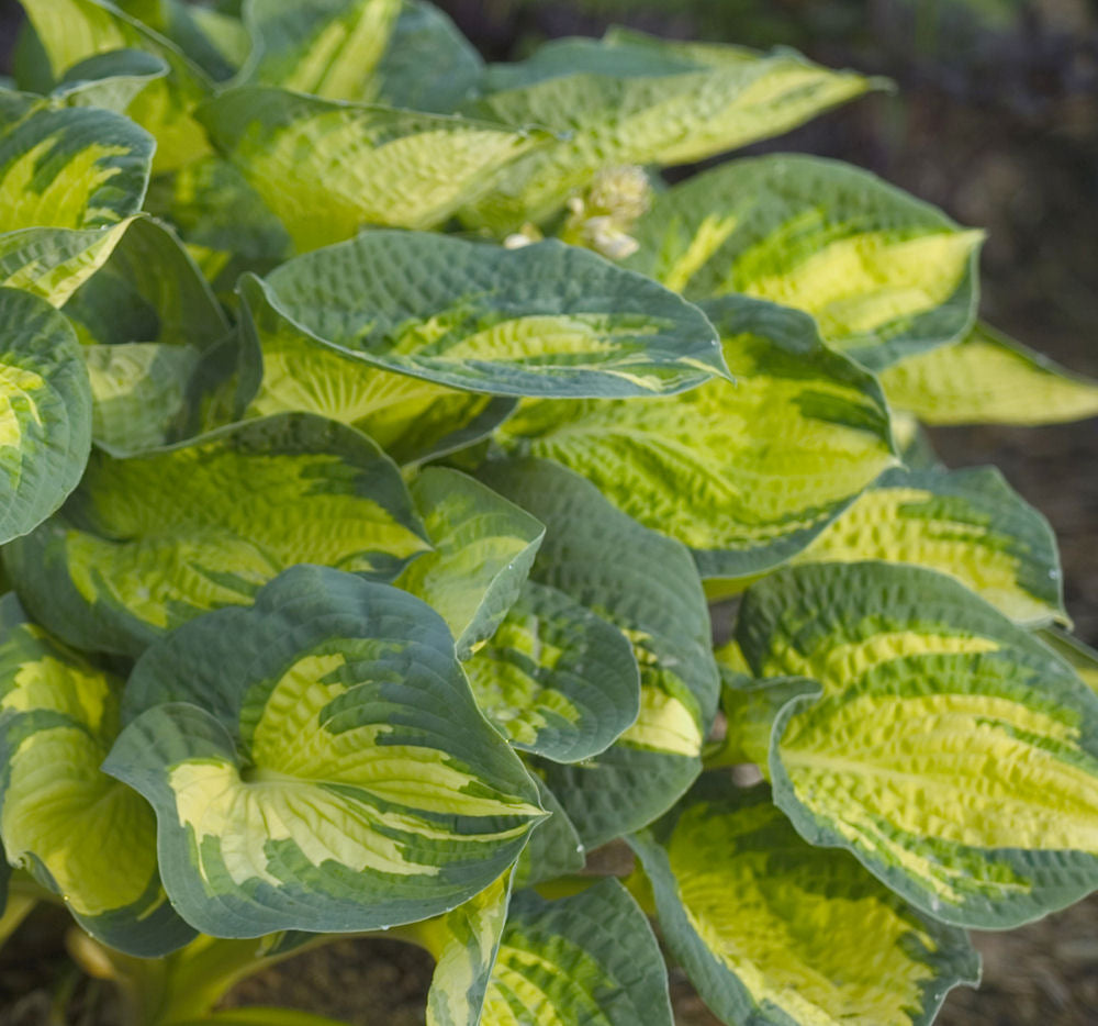 Great Expectations Plantain Lily (HOSTA GREAT EXPECTATIONS)