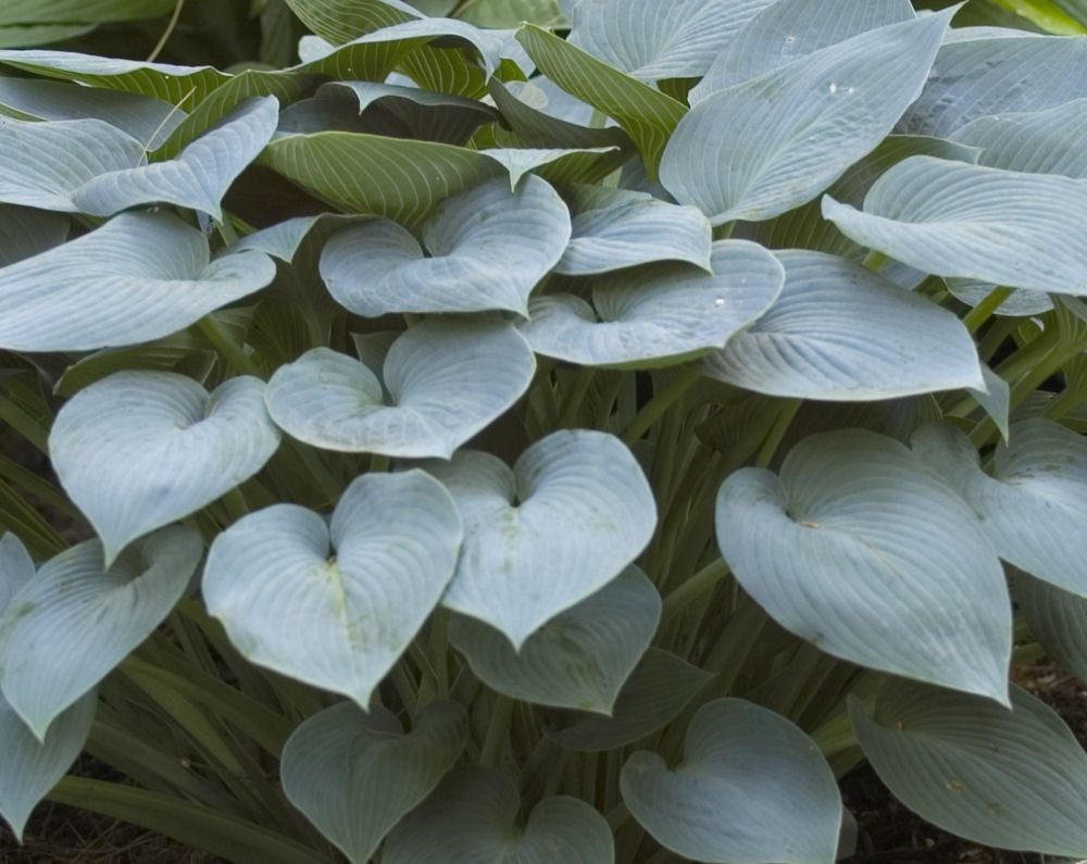 Halcyon Plantain Lily (HOSTA HALCYON)