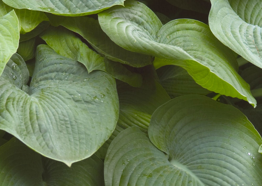 Elegans Plantain Lily (HOSTA SIEBOLDIANA ELEGANS)