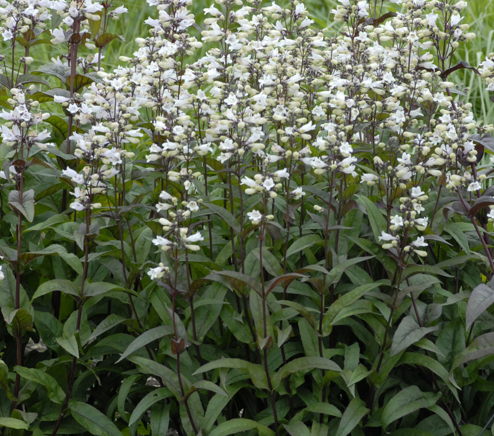 Husker Red Beardtongue (PENSTEMON DIG. HUSKER RED)
