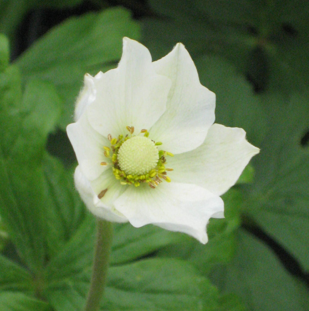 Snowdrop Windflower (ANEMONE SYLVESTRIS)