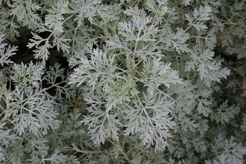 Powis Castle Artemisia (ARTEMISIA X. POWIS CASTLE)