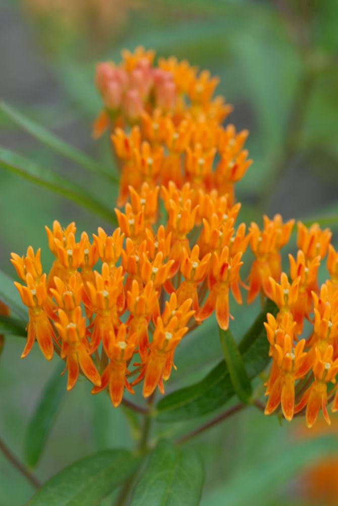 Butterfly Weed (ASCLEPIAS TUBEROSA)