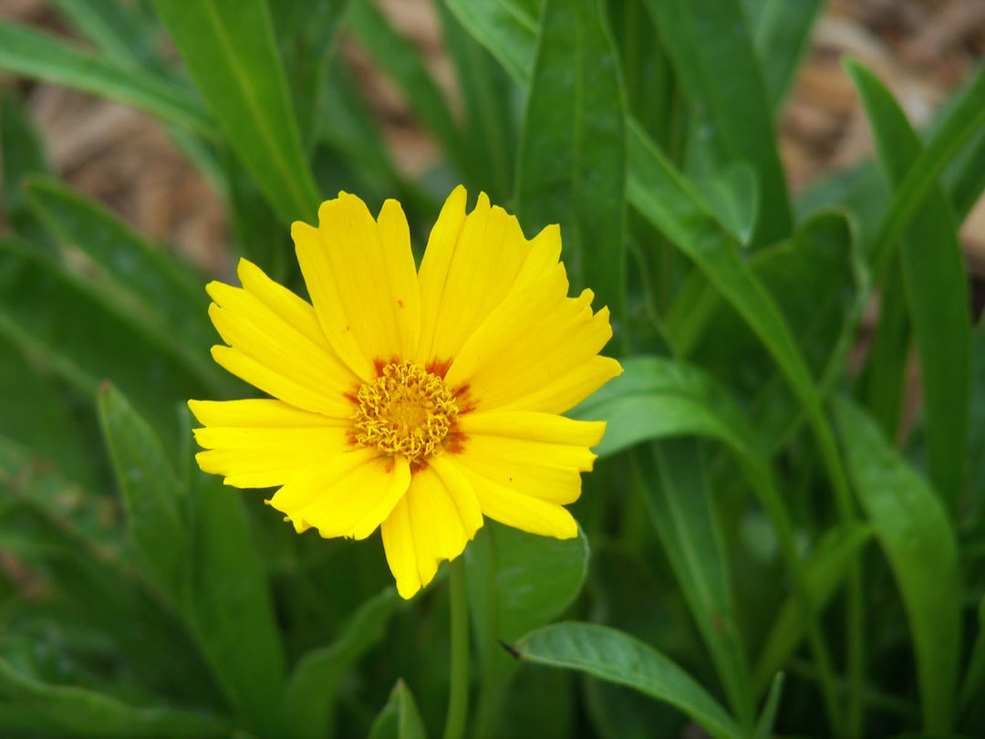Baby Sun Tickseed (COREOPSIS G. BABY SUN)