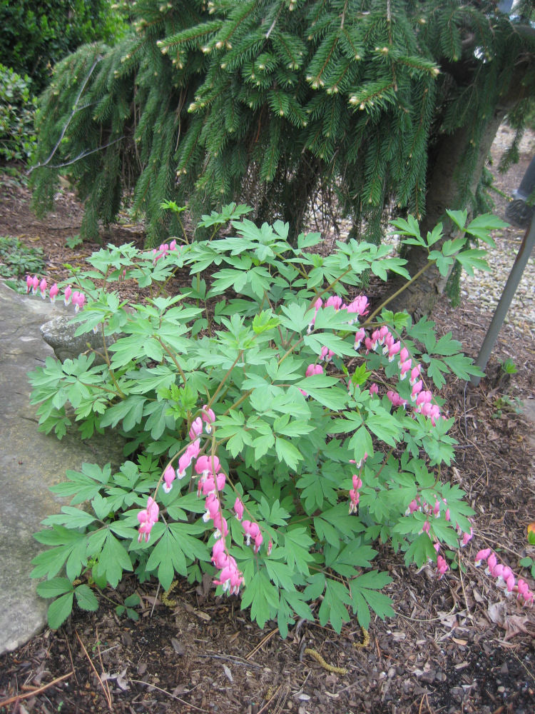 Bleeding Heart (DICENTRA SPECTABILIS)