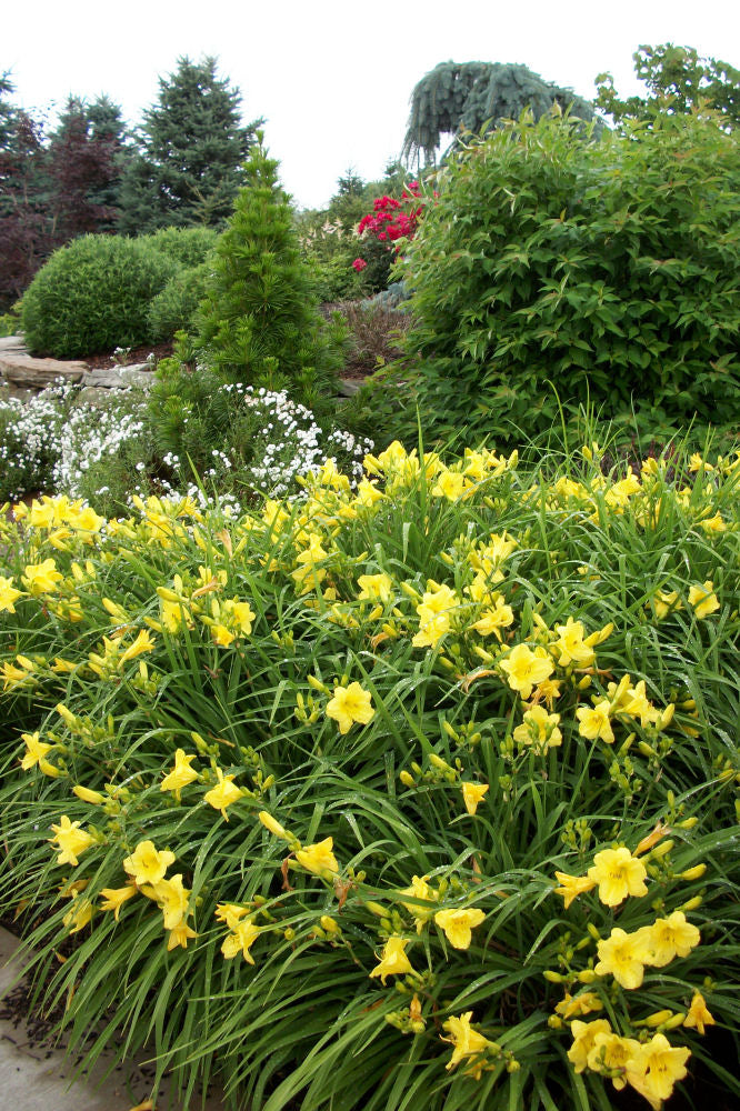 Happy Returns Daylily (HEMER HAPPY RETURNS)