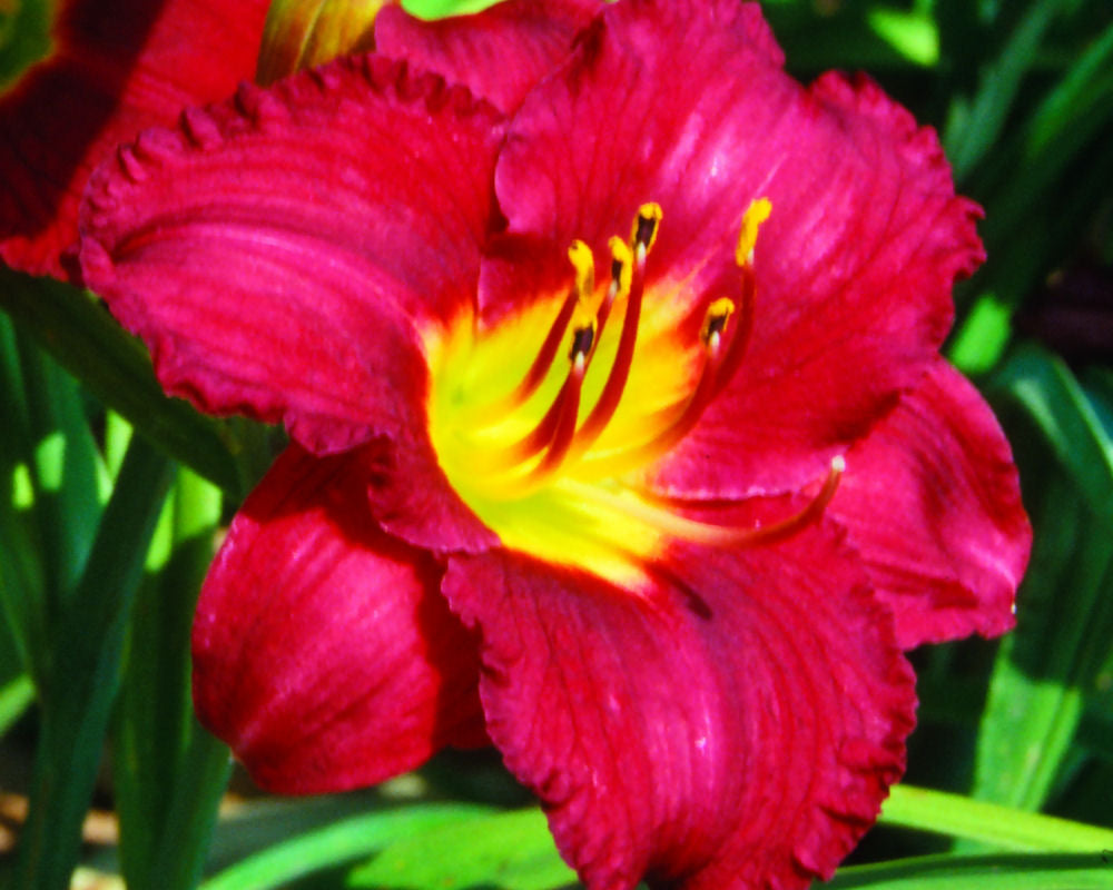 Pardon Me Daylily (HEMER PARDON ME)