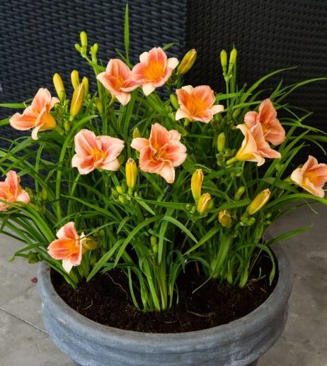 Peach Blast Daylily (HEMER  PEACH BLAST)
