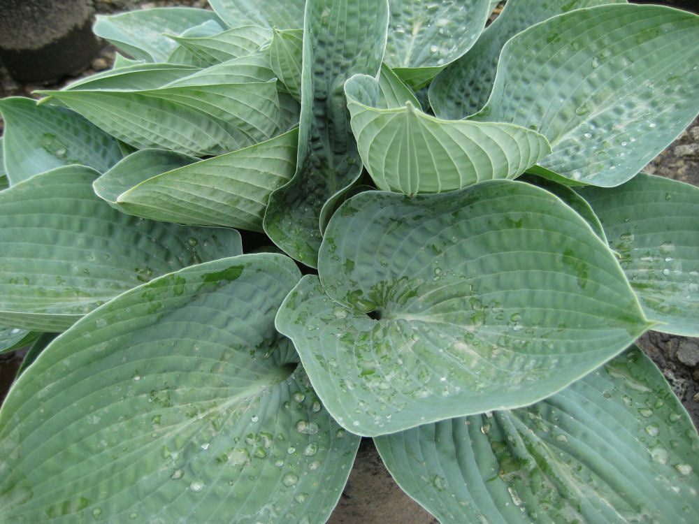 Big Daddy Plantain Lily (HOSTA BIG DADDY)
