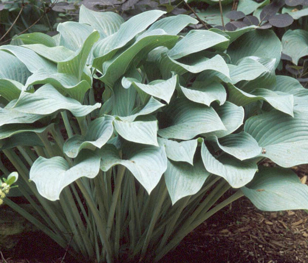 Krossa Regal Plantain Lily (HOSTA KROSSA REGAL)