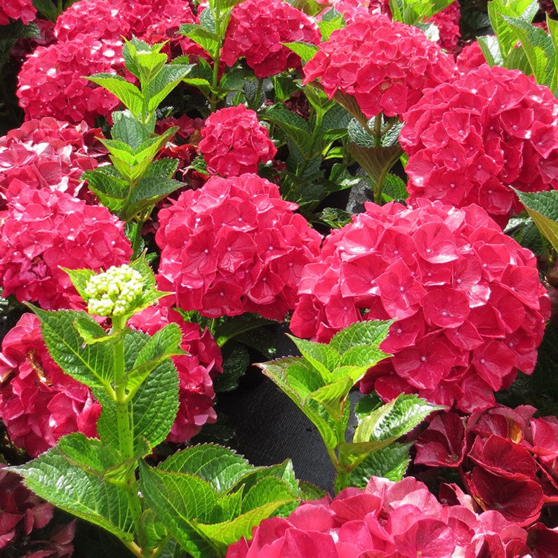 Magical® Ruby Red Hydrangea (HYDRANGEA MACROPHYLLA ‘KOLMARU’)