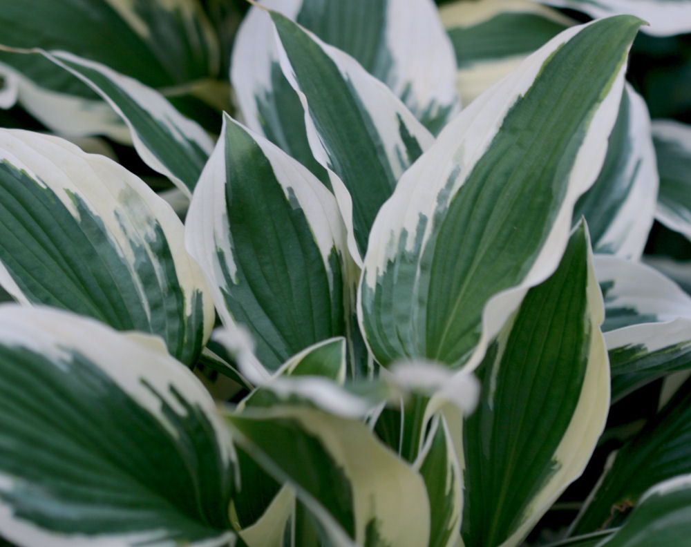 Patriot Plantain Lily (HOSTA PATRIOT)