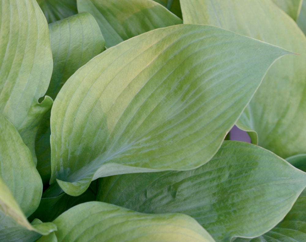 Sum and Substance Plantain Lily (HOSTA SUM AND SUBSTANCE)