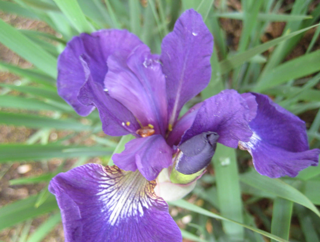 Caesar's Brother Siberian Iris (IRIS SIBERICA CAESARS BROTHER)