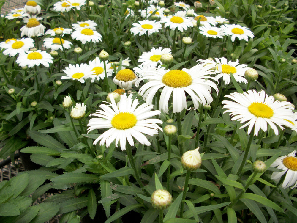 Snow Lady Shasta Daisy (LEUCANTHEMUM X S. SNOWLADY)