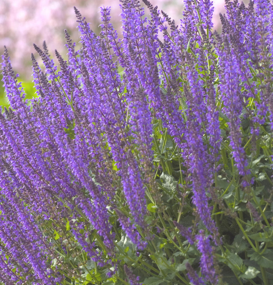 May Night Wood sage (SALVIA X S. MAY NIGHT)