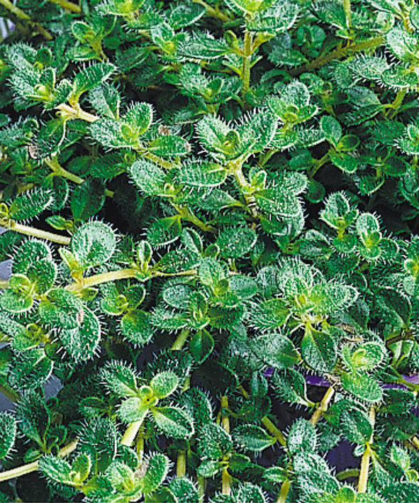 Woolly Thyme (N&C THYMUS PSEUDO. WOOLY)