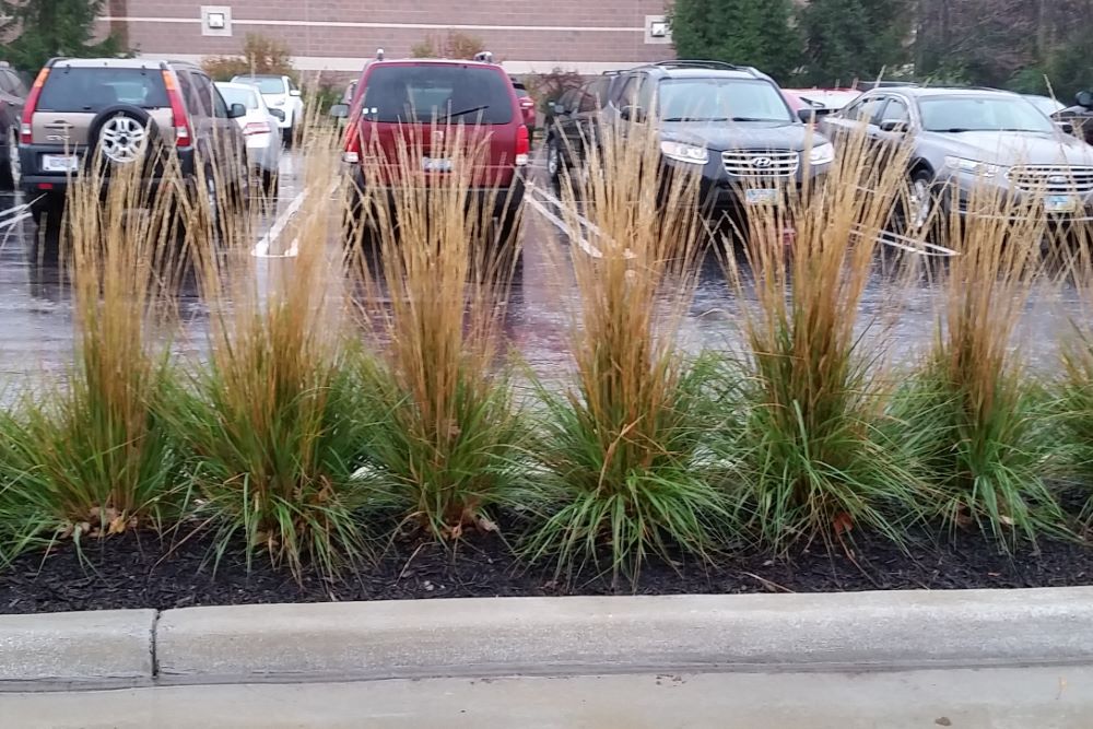 Karl Foerster Feather Reed Grass (GRASS - CAL. X KARL FOERSTER)