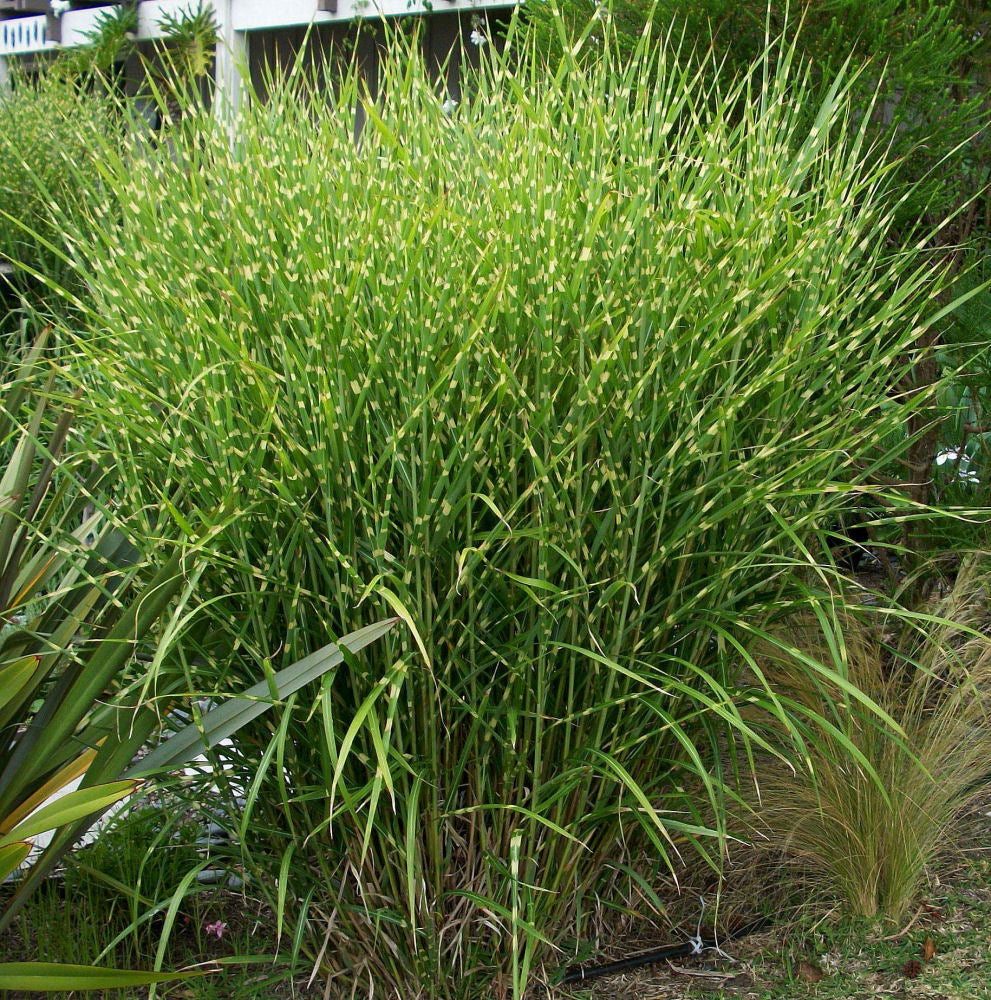Porcupine Grass (GRASS - M. S. STRICTUS)